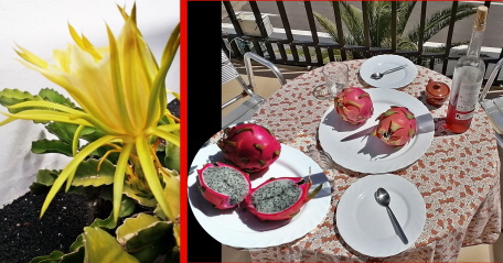 . . . die Bl&uuml;te und die Frucht!!